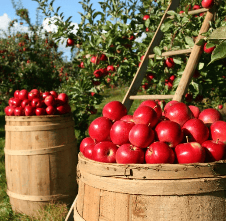 Baskets of freshly picked red apples in a BC orchard