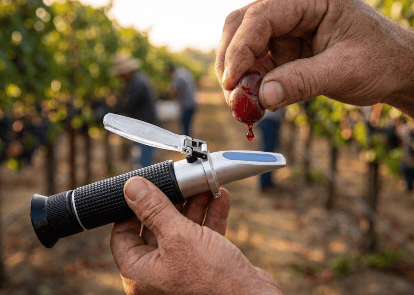 Winemaker squeezing a drop of red grape juice onto a handheld refractometer in a vineyard to measure Brix